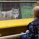 Got any snacks? (Felicity Robinson/Wolf Science Center)